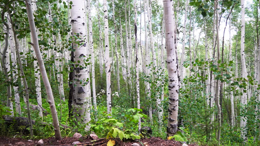 Aspens Kebler Pass Minturn Vail Telluride Crested Butte Aspen Snowmass Colorado morning summer spring Mount Holy Cross Wilderness Aspen trees grove forest dense lush mature quaking trail circle left