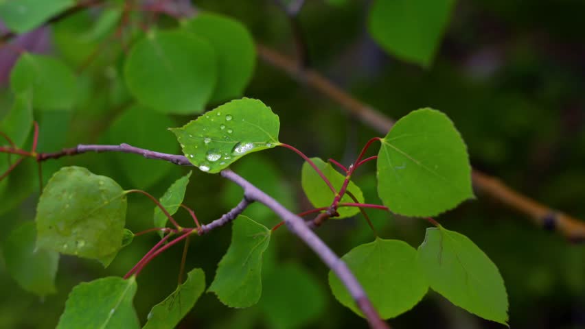 Aspen leaves raindrops stormy rainy Maroon Bells Pyramid peaks Wilderness valley Maroon Lake Trailhead rain clouds wet damp lush green basin spring summer landscape Aspen Tree grove White River Forest