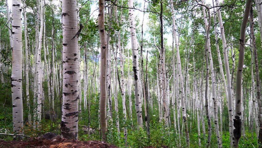 Aspen trees grove forest dense lush mature quaking Aspens white bark Minturn Vail Telluride Crested Butte Aspen Snowmass Colorado morning summer spring Mount Holy Cross Wilderness trail landscape