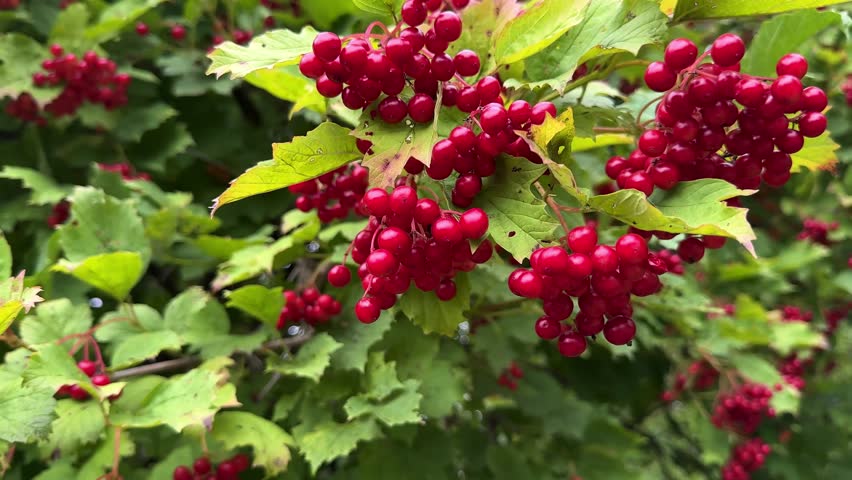 Vibrant red berries glistening in sunlight amongst green leaves