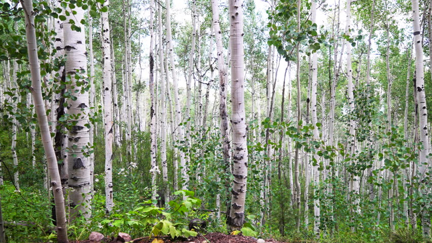 Aspen trees grove forest dense lush mature quaking Aspens white bark Minturn Vail Telluride Crested Butte Aspen Snowmass Colorado morning summer spring Mount Holy Cross Wilderness trail forward motion