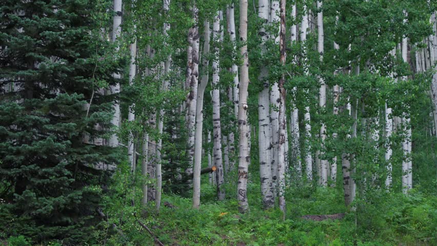 Aspen trees grove forest Kebler Pass dense lush mature quaking Aspens white bark Vail Telluride Crested Butte Aspen Snowmass Colorado morning summer spring Mount Holy Cross Wilderness Pine tree