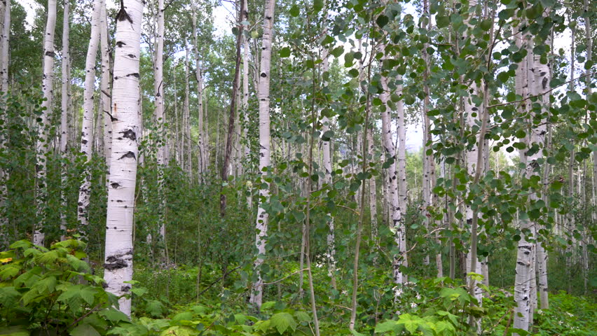 Aspen trees grove forest dense lush mature quaking Aspens white bark Minturn Vail Telluride Crested Butte Aspen Snowmass Colorado morning summer spring Mount Holy Cross Wilderness right motion