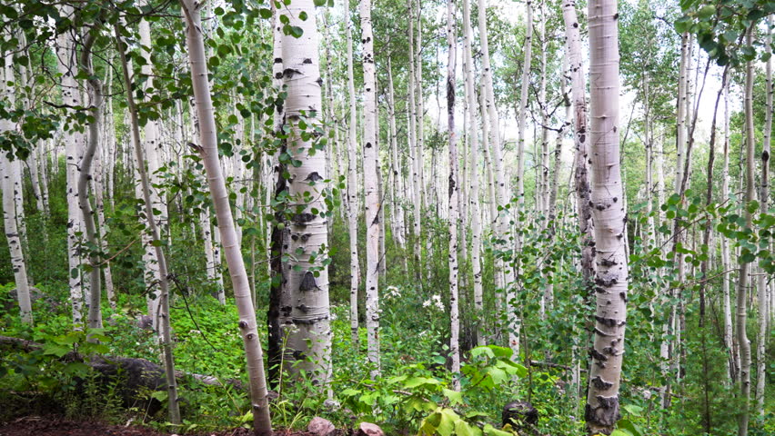 Aspen trees grove forest dense lush mature quaking Aspens white bark Minturn Vail Telluride Crested Butte Aspen Snowmass Colorado morning summer spring Mount Holy Cross Wilderness trail pan right