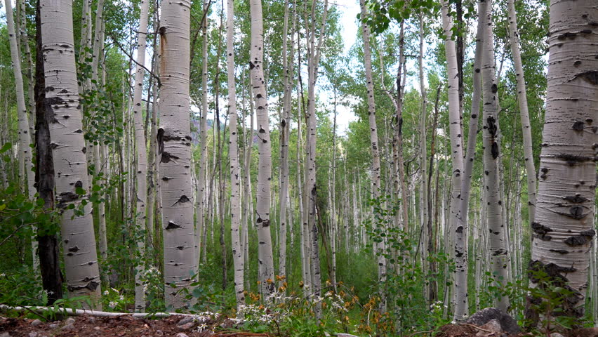 Aspen trees grove forest dense lush mature quaking Aspens white bark Minturn Vail Telluride Crested Butte Aspen Snowmass Colorado morning summer spring Mount Holy Cross Wilderness yellow wildflowers