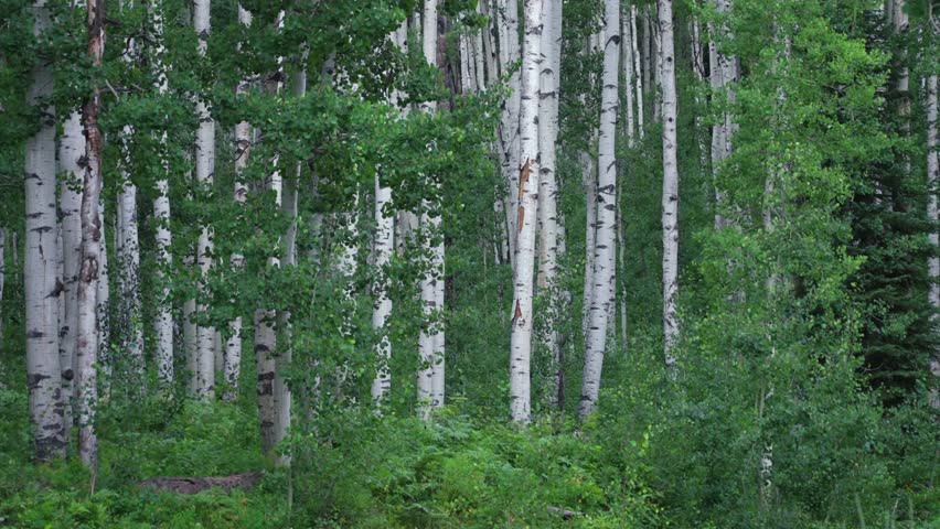 Aspen trees grove forest Kebler Pass dense lush mature quaking Aspens white bark Vail Telluride Crested Butte Aspen Snowmass Colorado morning summer spring Mount Holy Cross Maroon Bells Wilderness