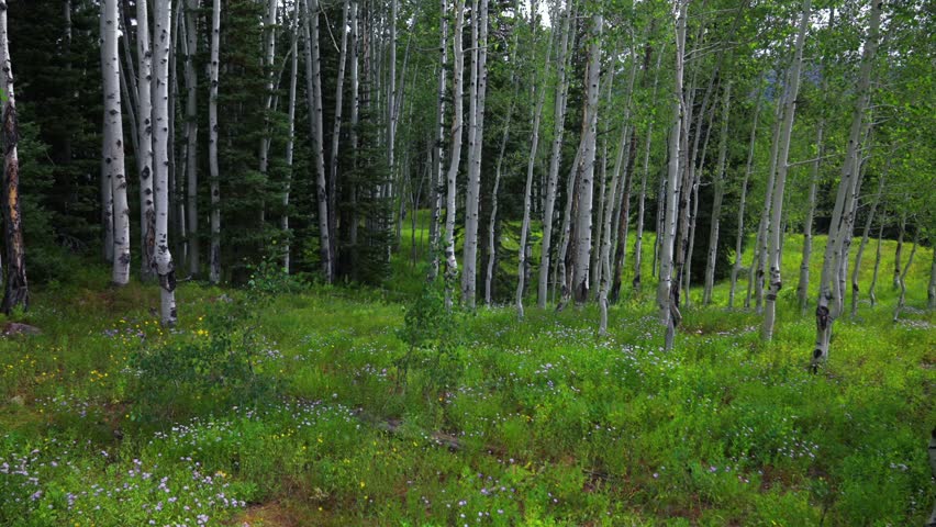 Aspen trees grove forest wildflowers Kebler Pass dense lush mature quaking Aspens Vail Telluride Crested Butte Aspen Snowmass Colorado morning summer spring Maroon Bells Wilderness pan left