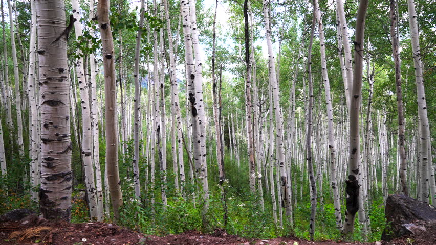 Aspen trees grove forest dense lush mature quaking Aspens white bark Minturn Vail Telluride Crested Butte Aspen Snowmass Colorado morning summer spring Mount Holy Cross Wilderness trail circle left