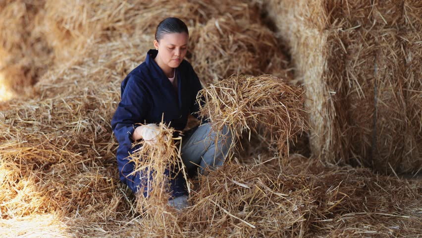 Asian woman farmer standing in hangar and checking straw for cows. High quality 4k footage