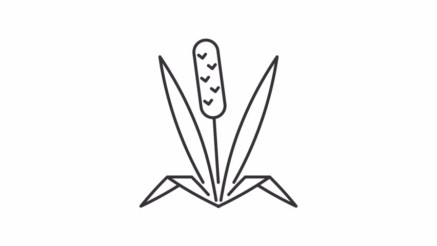 Animated timothy grass line icon. Herbal allergen animation. Cause of allergic reaction. Garden sprout. Allergy for plant. Outline element on white background. HD video with alpha channel