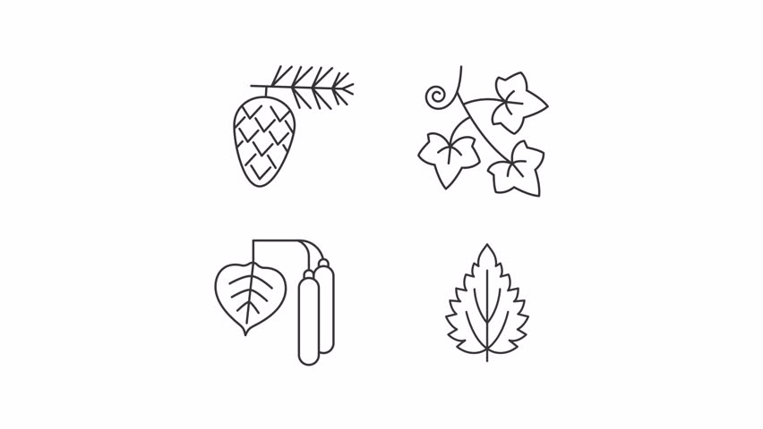 Animated trees pollen line icons. Blooming plant allergy animation set. Intolerance to organic substances. Health problem. Outline elements on white background. HD video with alpha channel