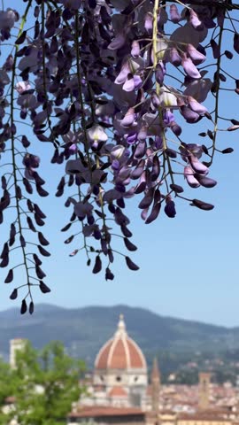 Florence Duomo framed by wisteria blossoms under a clear Tuscan spring sky