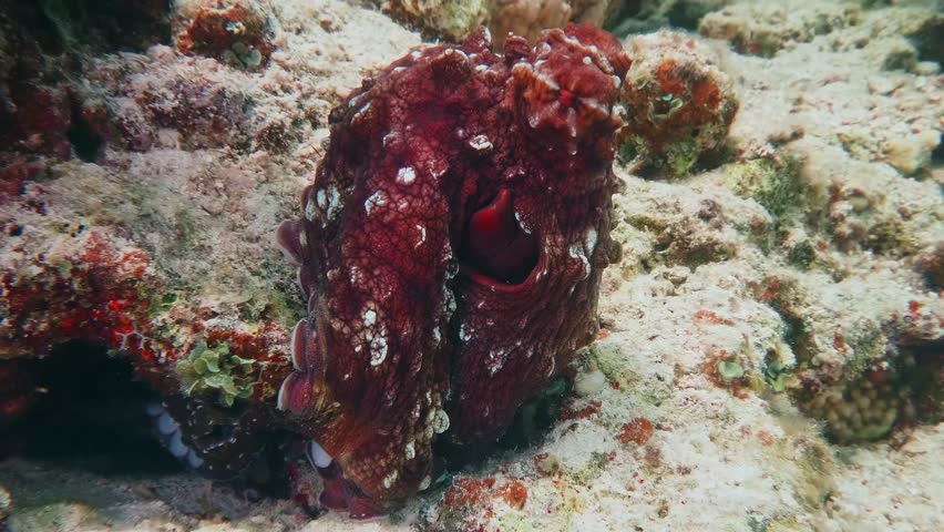Close up underwater footage of a vibrant red octopus expertly camouflaging itself against the textured coral reef. The octopus displays its intelligent behavior and intricate skin patterns in its natu