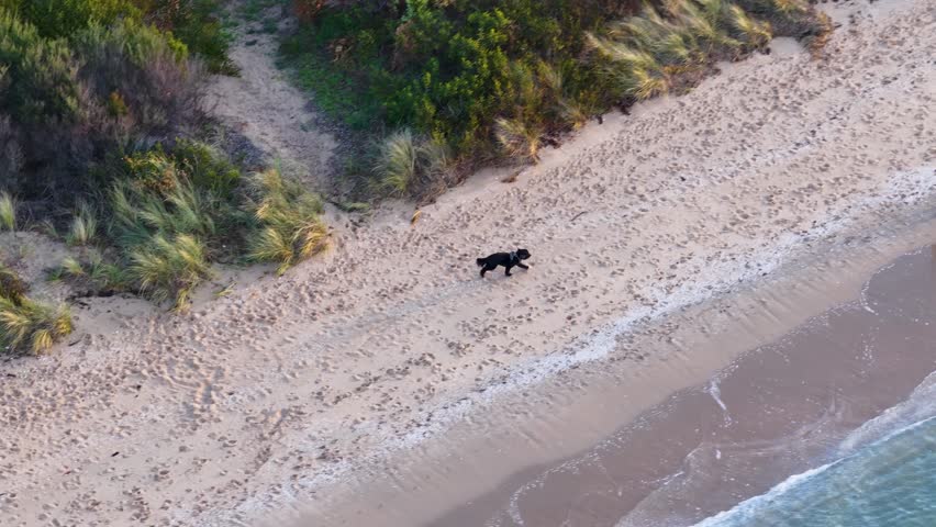 Aerial view of woman and dog walking on sandy beach in soft, natural light.