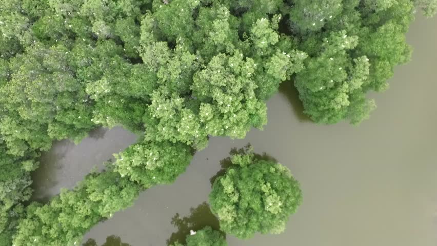 drone footage of the bird garden in Ca Mau province, Vietnam