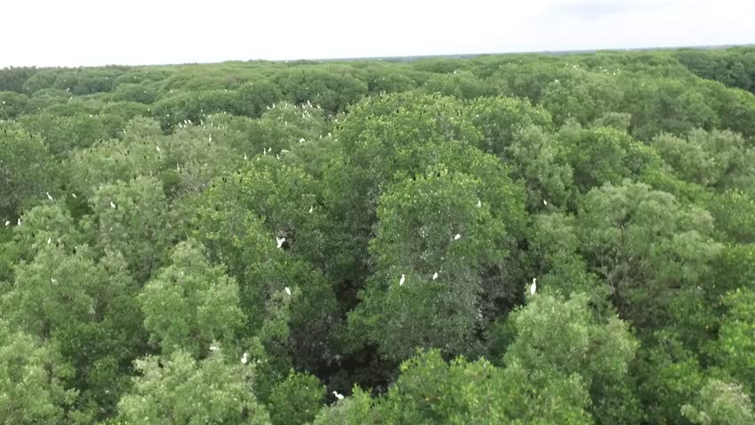 drone footage of the bird garden in Ca Mau province, Vietnam