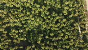 Aerial view of a dense canopy of lush green palm trees, fringed by a narrow white sand beach, creating a vibrant tropical paradise, Fulhadhoo, Baa Atoll, Maldives. - Powered by Shutterstock - Get 15% off with code: PIKWIZARD15