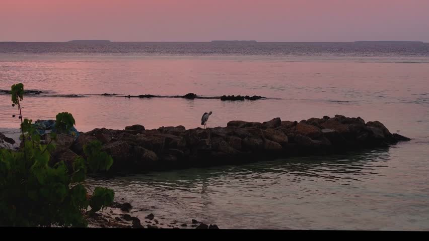 Aerial view of a solitary heron standing majestically on a rocky outcrop as the sun sets, casting a pink glow over the tranquil sea, Fulhadhoo, Baa Atoll, Maldives.