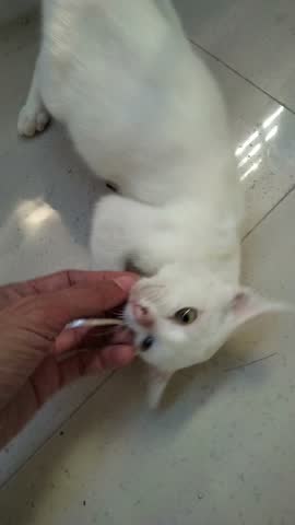 White cat lying on tiled floor receiving gentle petting with hand, playful white cat paw touching human hand in bright room, domestic cat pet paw pad and soft fur calm affectionate scene