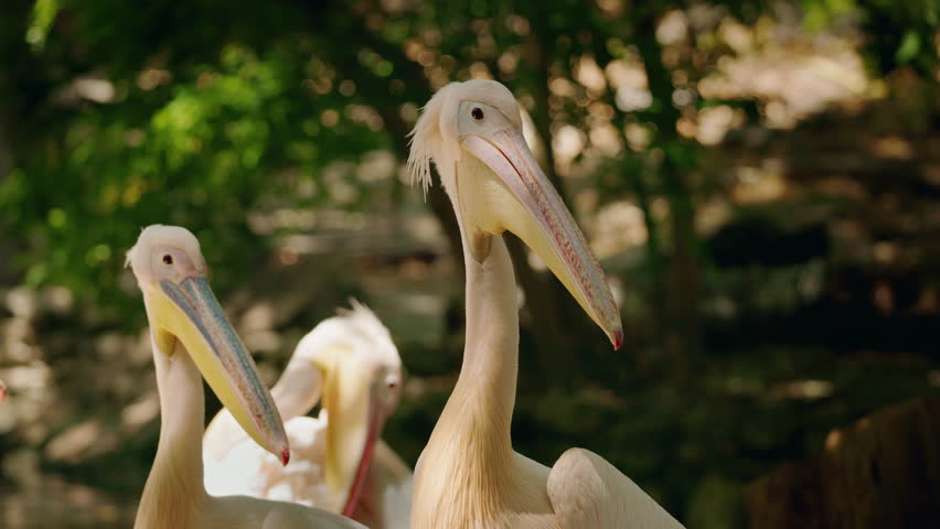 Pair of pelicans with long colorful beaks resting in natural habitat. High quality 4k footage