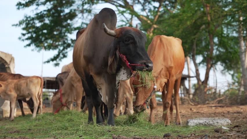 Domestic cows feeding on freshly cut grass at small family farm