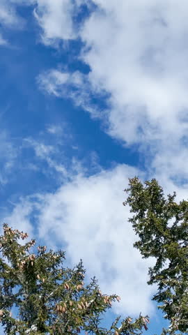 BOTTOM UP: Tiny white commercial airplane flies across the cloudy blue sky above two tall pine trees. Two spruce trees soar high into the air as white clouds and plane drift across the sunny sky.