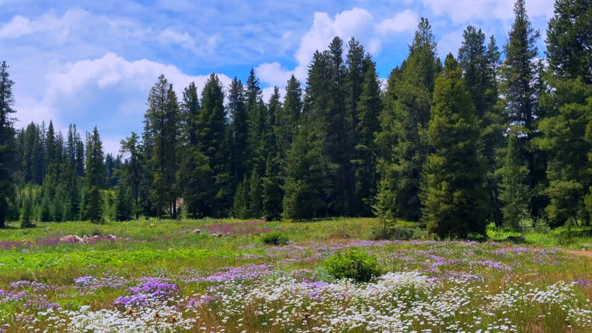 Mount Holy Cross Wilderness daisy yellow wildflowers aerial drone Colorado summer Vail Avon Minturn Redcliff Gore Sawatch Range Rocky Mountains Half Moon Pass blue sky morning pine trees left motion