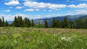 Mount Holy Cross Wilderness daisy yellow wildflowers aerial drone Colorado summer Vail Avon Minturn Redcliff Gore Sawatch Range Rocky Mountains Half Moon Pass blue sky morning pine trees forward - Powered by Shutterstock - Get 15% off with code: PIKWIZARD15