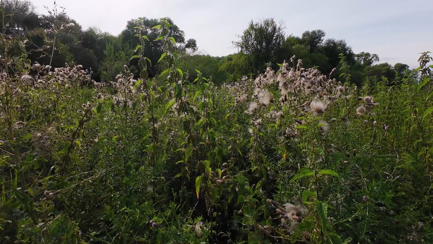 Field with wild herbs and plants such as thistle, Cirsium arvense, Carduus.