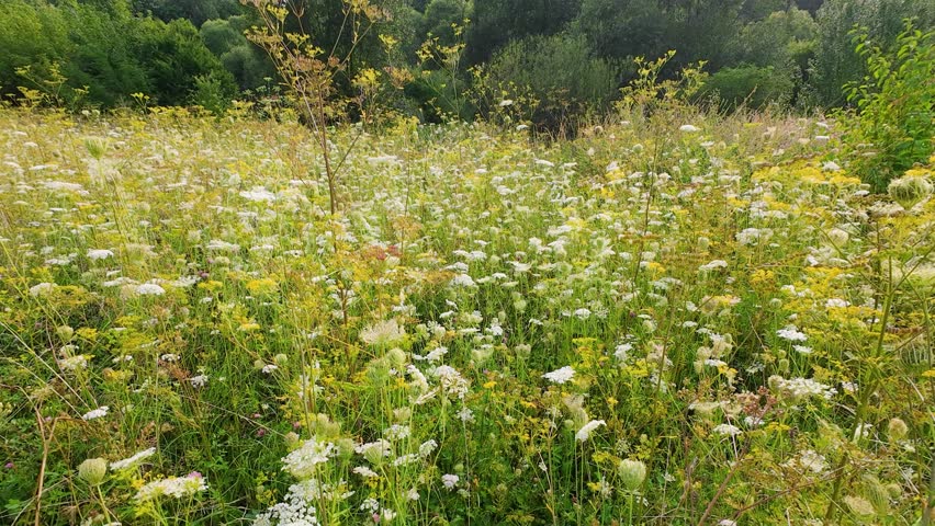 A field of wild flowers, dominated by white flowers of Daucus carota, Achillea millefolium and other wild grasses and flowers.