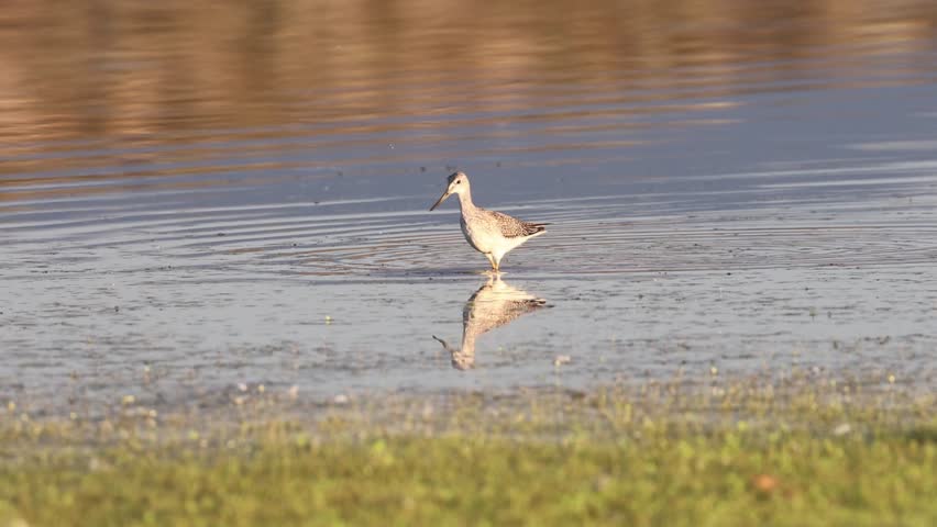Greater yellowlegs (Tringa melanoleuca) wading in the shallows at Shugru Reservoir, Lassen County, California, dipping into the water to catch a late-stage tadpole