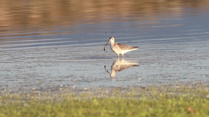 Greater yellowlegs (Tringa melanoleuca) running in the shallows at Shugru Reservoir, Lassen County, California, having just caught a late-stage tadpole.