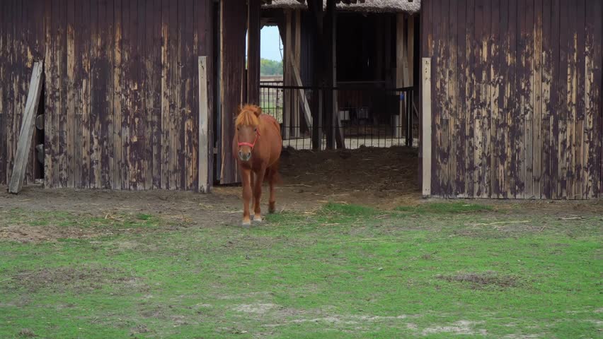 A beautiful, well-groomed brown Hucul horse approaches from the stable in Puszta, Hungary.