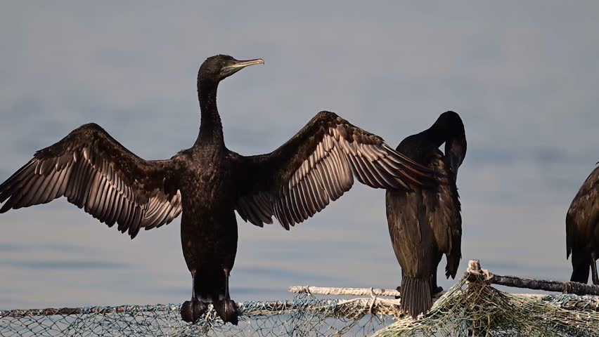 Socotra cormorant wandering around the fishing nets in shallow sea  water 