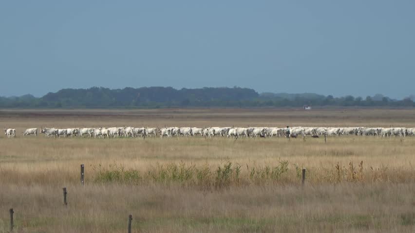 Traditional landscape view of a shepherd herds his cattle with dogs in the distance on the Great Plain in Hortobágy National Park, Hungary.