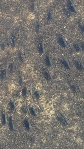 Permit Fish Miami Florida 2025