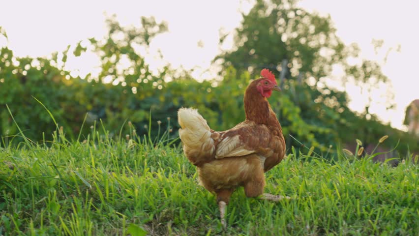 Cinematic footage of a farm chicken strolling across fresh grass in open air, symbolizing organic food, sustainable agriculture, and the calm rhythm of countryside farming.