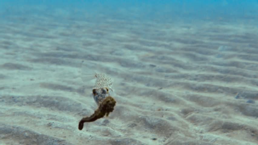 A Mediterranean seahorse under attack