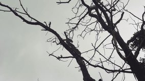a dry tree with bare branches against a cloudy sky, captured with a smooth tilt-up camera movement from bottom to top, creating a dramatic and atmospheric nature shot. - Powered by Shutterstock - Get 15% off with code: PIKWIZARD15