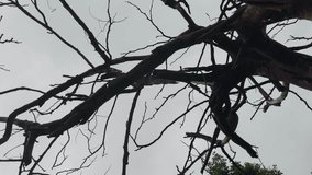A cinematic 4K video of a dry tree with bare branches silhouetted against a cloudy sky, captured with smooth circling camera movement, creating a dramatic and atmospheric nature shot. - Powered by Shutterstock - Get 15% off with code: PIKWIZARD15