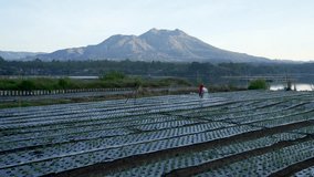 Fertile agricultural land under Mount Batur (Bali) - Powered by Shutterstock - Get 15% off with code: PIKWIZARD15