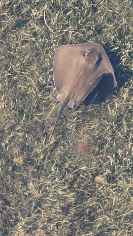 Crevalle Jack Fish Stingray Miami Florida 2025 