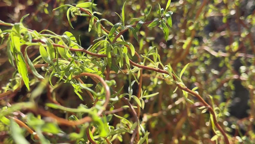 Willows tree branches lots of foliage with green leaves in spring blooming blossom willow catkins nature outdoor fresh landscape river forest early spring Iran environment natural season slow motion