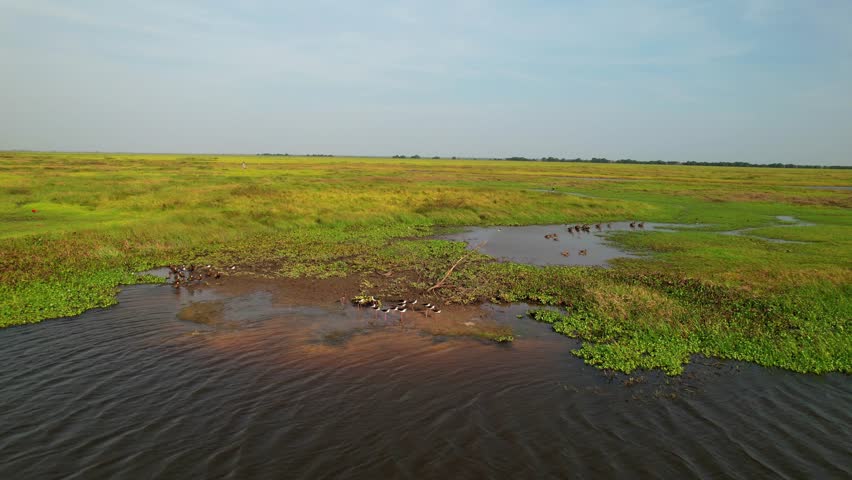 cinematic aerial view of the llanos wetlands reveals a calm and tranquil landscape full of native animals at dawn. black-necked stilt birds , capybaras, ducks