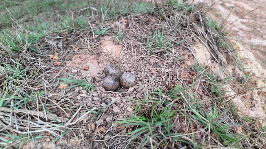 An intimate view of three camouflaged southern lapwing eggs, nestled in the dry ground, representing the fragility and resilience of new beginnings in the wild.