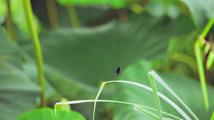 Medium shot of a black damselfly resting on a blade of grass in lush green lotus leaves that grow in in an italian lake