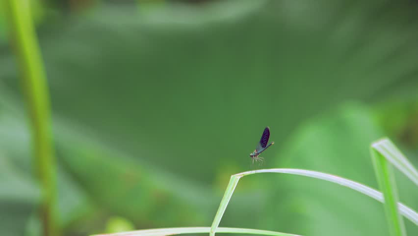 Close-up shot of a black damselfly that flying, coming back and resting on a blade of grass in green lotus leaves that grow in in an italian lake