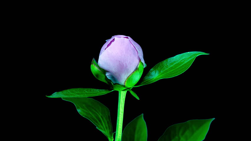 Green Blue Peony Open Flower in Time Lapse on a Leaves and Black Background with Alpha Matte Channel. The Bud Opens and Blooms Into a Large Flower. Yellow Peony Tender Blossoms Close Up in TimeLapse