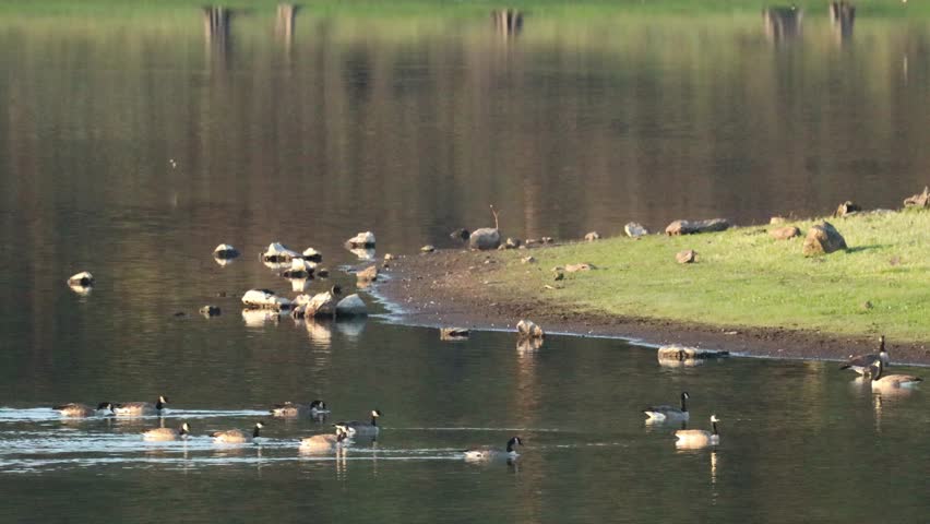 A quiet pond with Canadian geese swimming gracefully in the distance. The calm water and steady movement of the geese create a peaceful and natural atmosphere. 