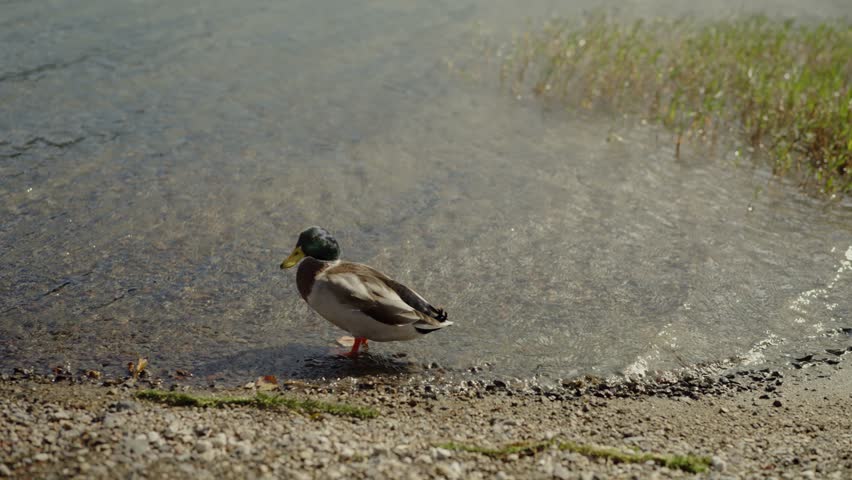 A male mallard duck stands by a lakeshore, sunlight dappling the water. This image captures a peaceful, serene moment in nature. Mallard Duck by Water at Lakeside, Sunlit Peaceful Scene